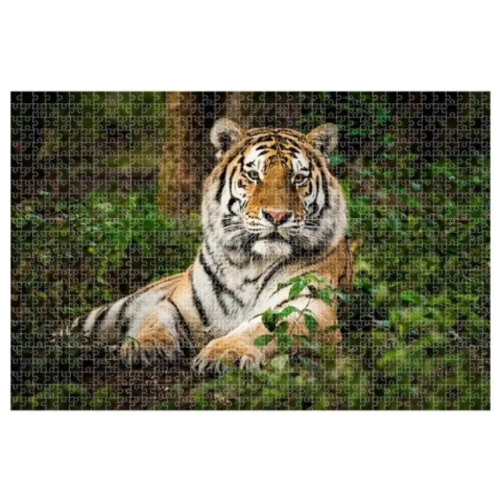 Animal Planet: Tigris 1000db-os puzzle kép 2