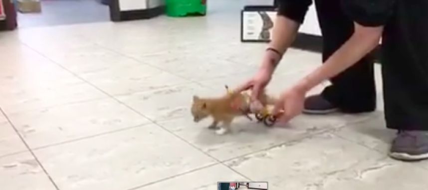 Kiscica kapott Lego kerekesszéket