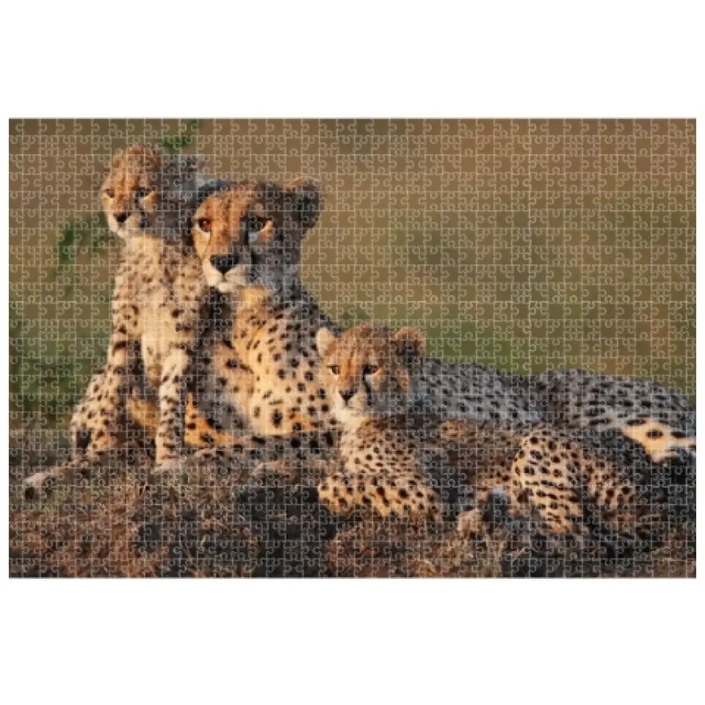 Animal Planet: Gepárd család 1000db-os puzzle kép 2