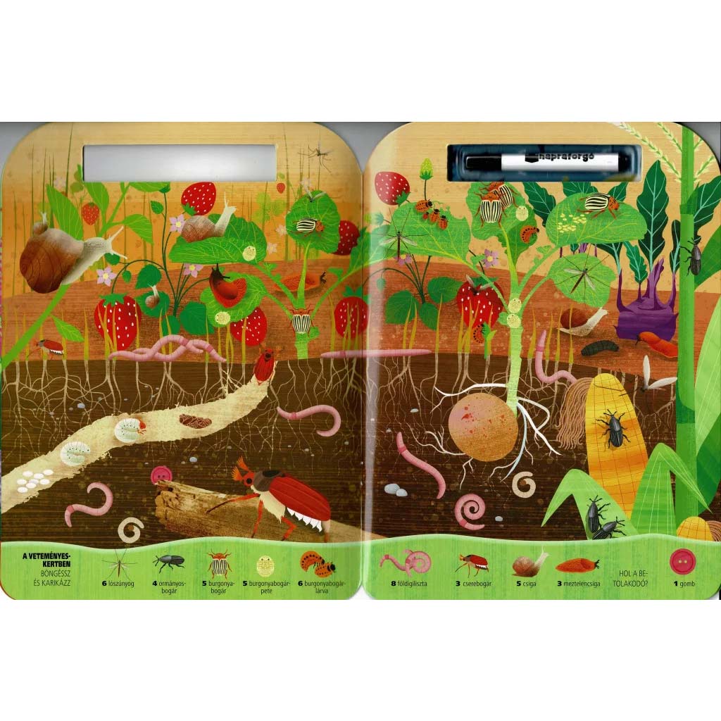 Böngéssz és karikázz - Bogarak kép 2